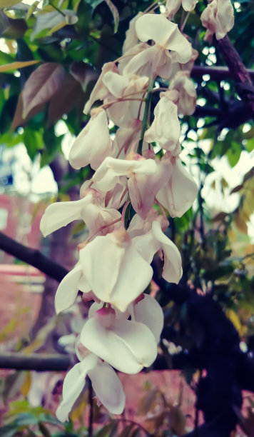 总状花序
