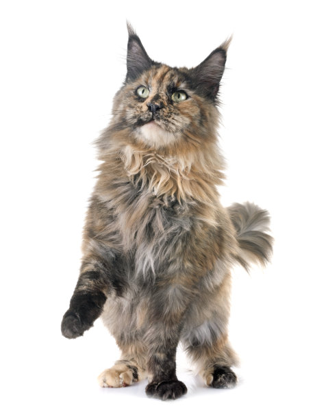 猫背景图片大全 猫背景设计素材 猫背景模板下载 猫背景图库 昵图网soso Nipic Com 猫背景图片大全 猫背景设计素材 猫背景模板下载 猫背景图库 昵图网soso Nipic Com