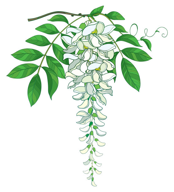 总状花序