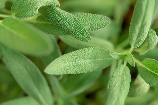 salvia