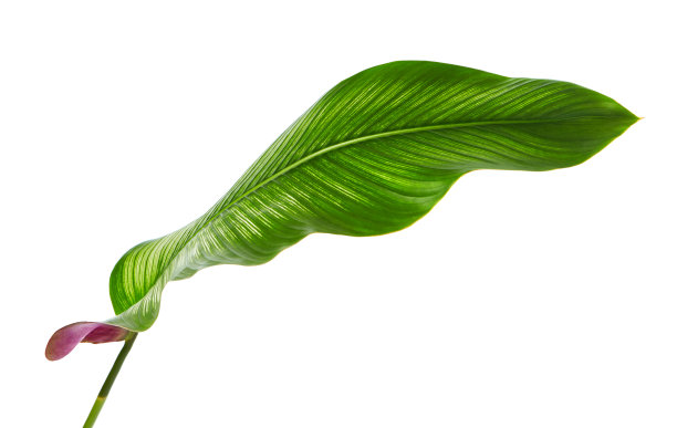 araceae
