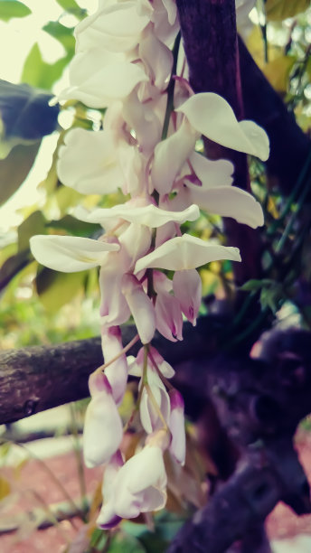 总状花序