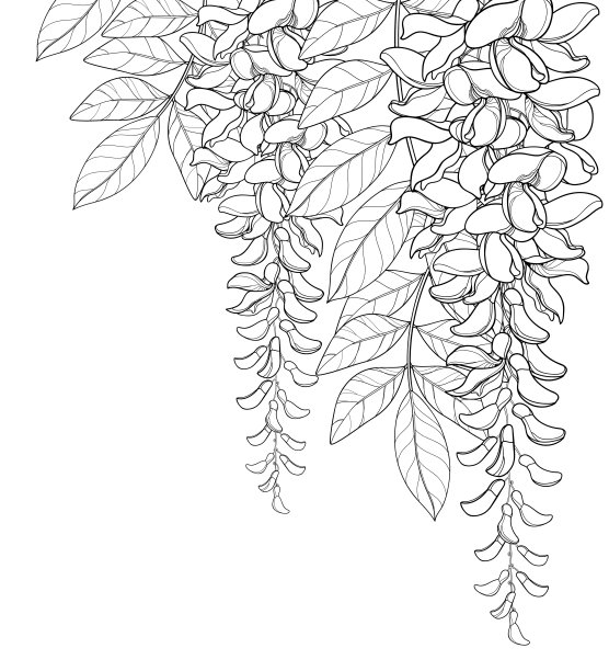 总状花序