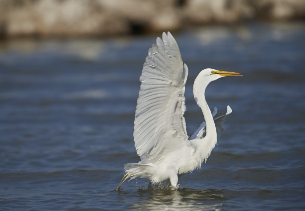 ardea