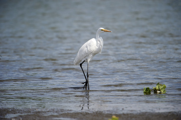 ardea