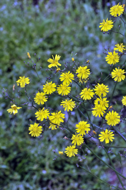 leucanthemum