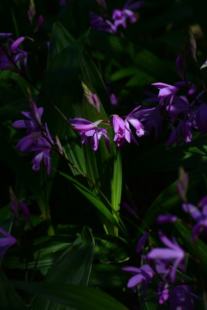 紫色风信子