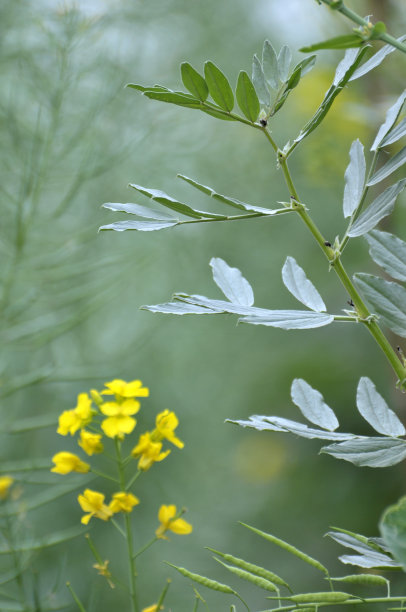 油菜花盛开