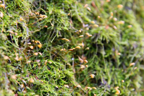 湿地苔藓