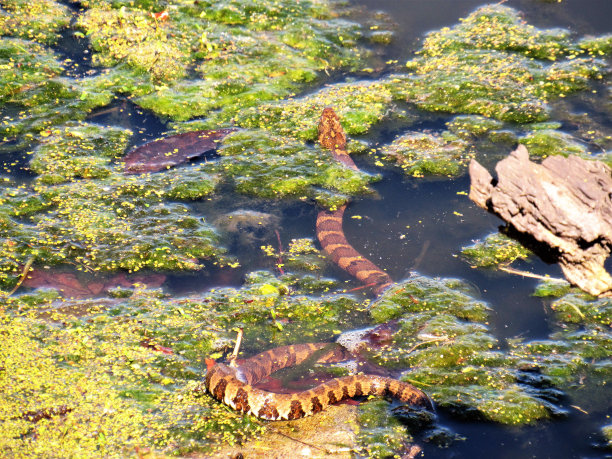 natrix