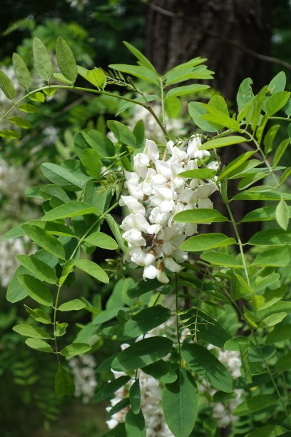 枝头洋槐花