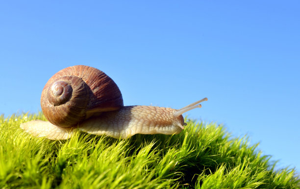 snail