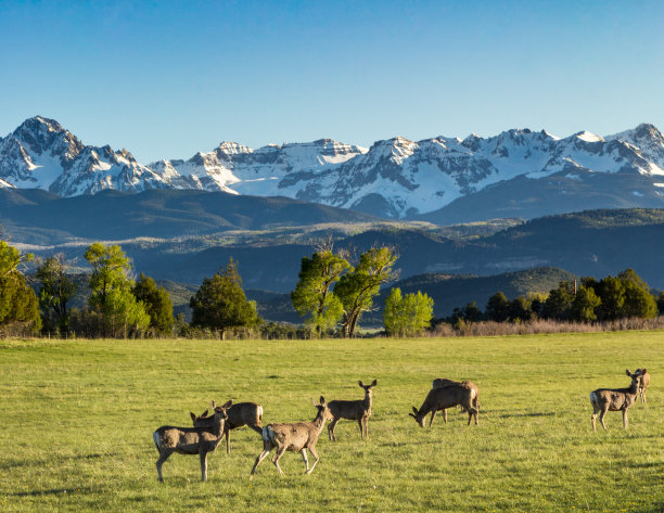 deer