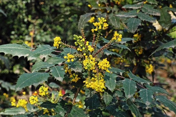 总状花序