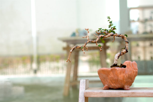 bonsai