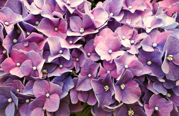紫色的花芯