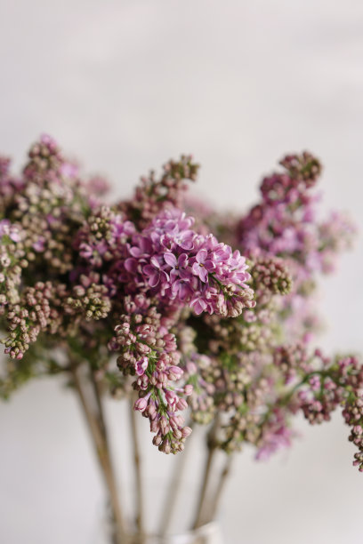 雌蕊和雄蕊花艺