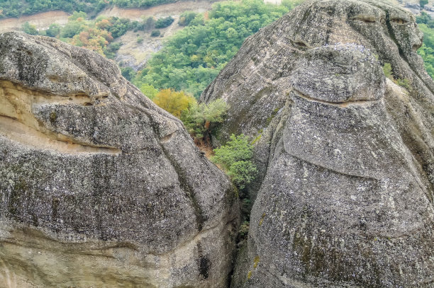 高山冬青