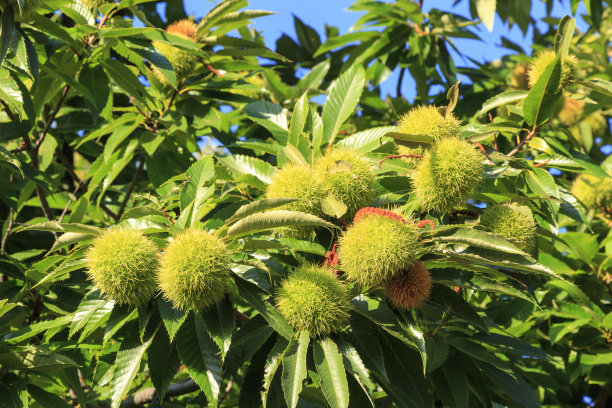 chestnut