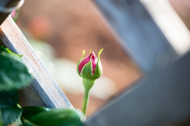 budding
