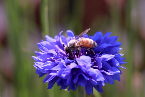 矢车菊上的蜜蜂