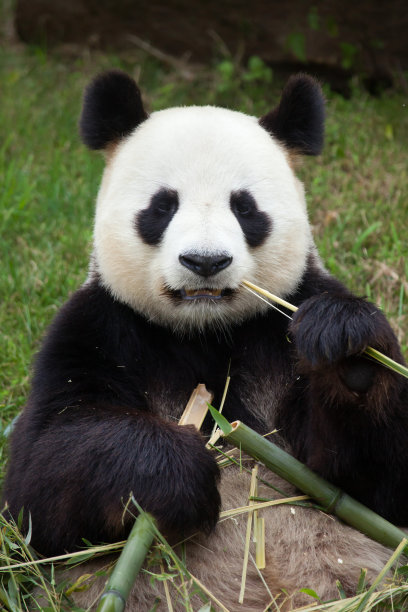 黑白大熊猫