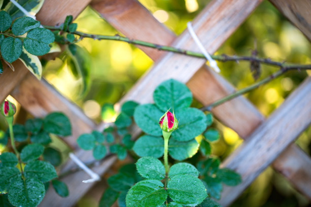 budding