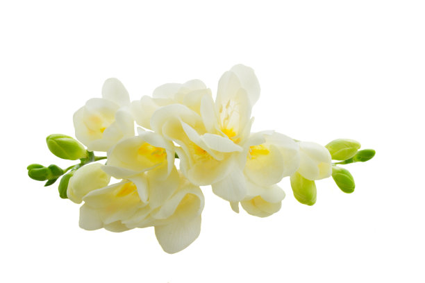 freesia