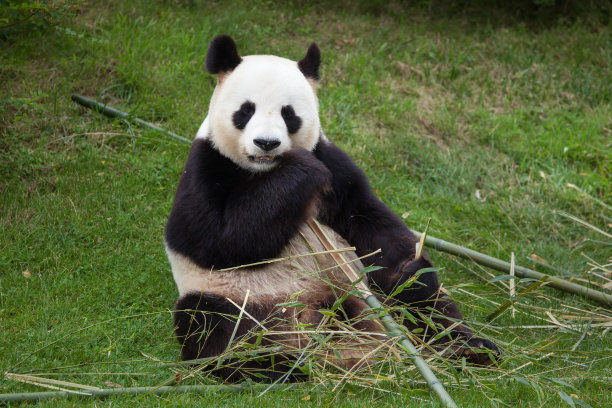 熊猫美食