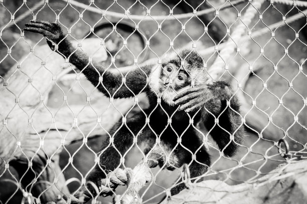 动物园看猴