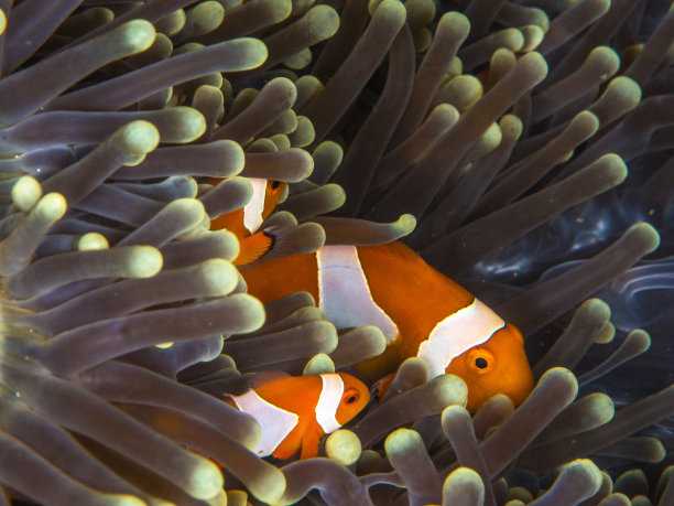 小丑鱼与海葵图片大全 小丑鱼与海葵设计素材 小丑鱼与海葵模板下载 小丑鱼与海葵图库 昵图网soso Nipic Com