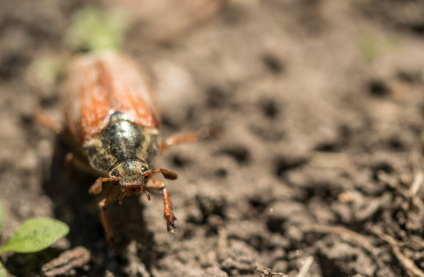 beetles