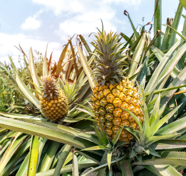 ananas