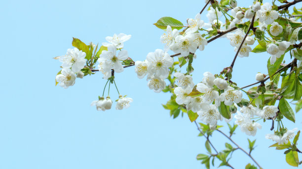 花蕊中的昆虫