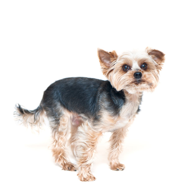 terrier