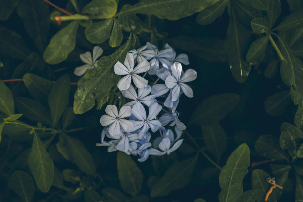 蓝雪花特写