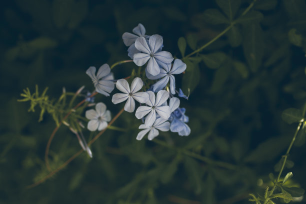 蓝雪花特写