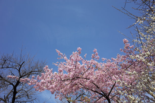 粉色梅花绽放风景