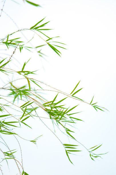 bamboo