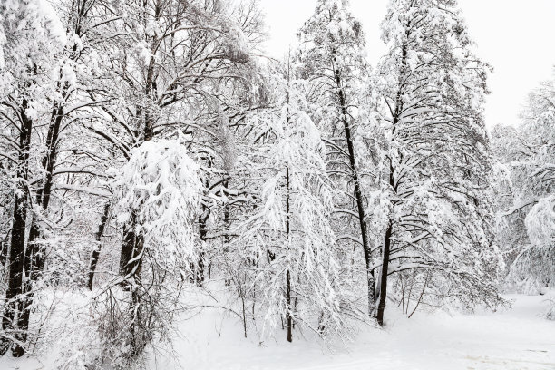 冬季白桦树林白桦树杆雪地