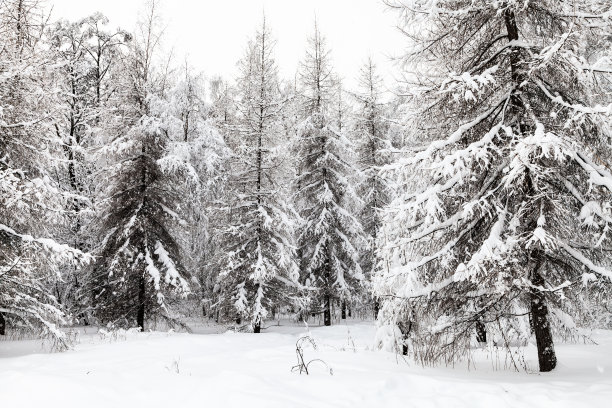 spruce