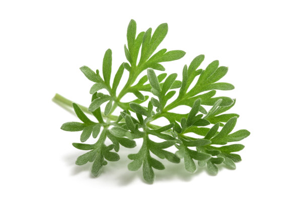mugwort