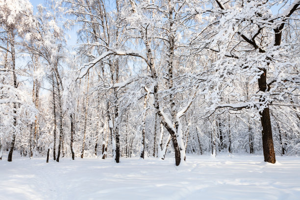 冬季白桦树林白桦树杆雪地