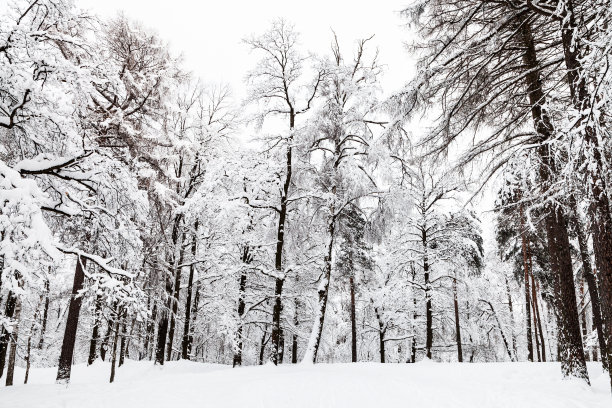 冬季白桦树林白桦树杆雪地