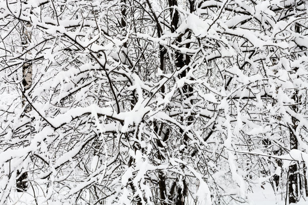 冬季白桦树林白桦树杆雪地