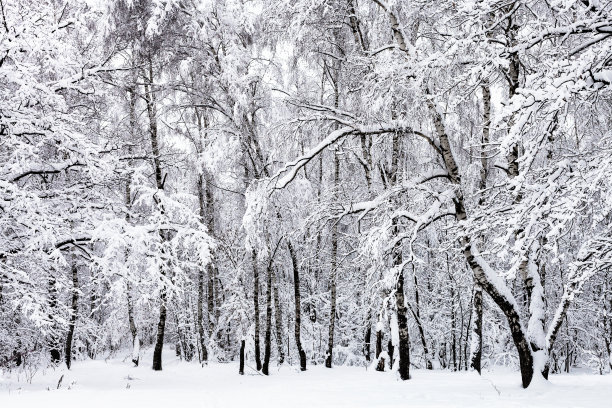 冬季白桦树林白桦树杆雪地