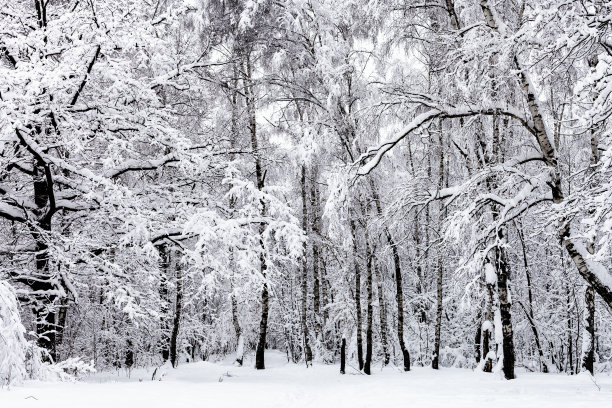 冬季白桦树林白桦树杆雪地