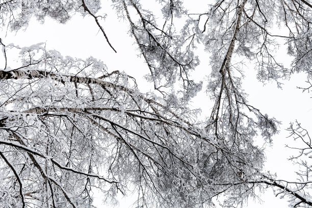 冬季白桦树林白桦树杆雪地