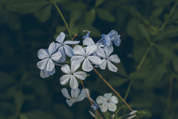 蓝雪花特写