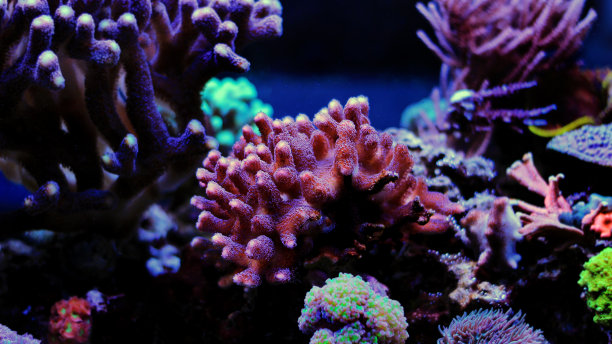 角珊瑚